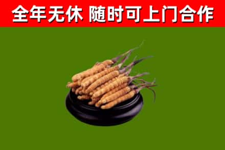 商河回收散虫草